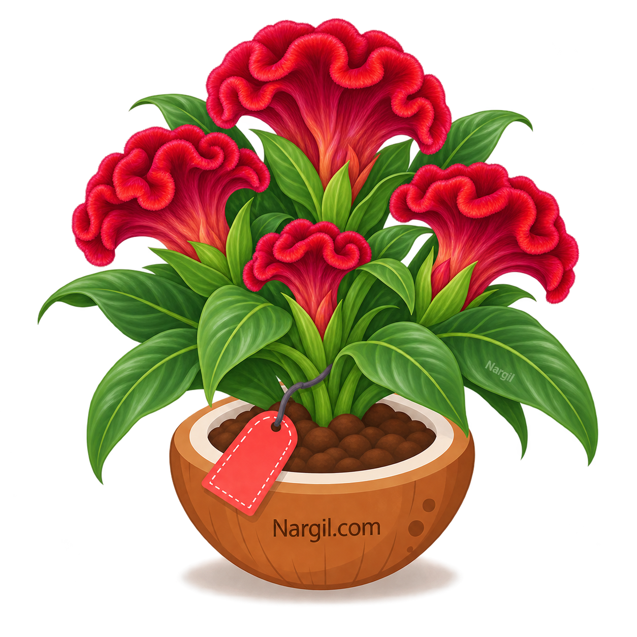 Nargil_Celosia Cristata